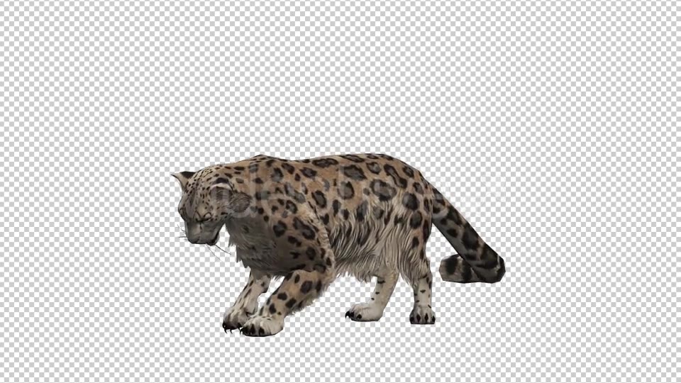 Leopard 5 Videohive 20833312 Motion Graphics Image 5