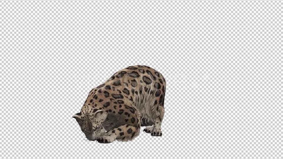 Leopard 5 Videohive 20833312 Motion Graphics Image 6