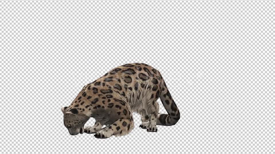 Leopard 5 Videohive 20833312 Motion Graphics Image 7