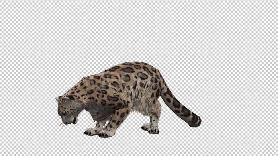 Leopard 5 Videohive 20833312 Motion Graphics Image 8