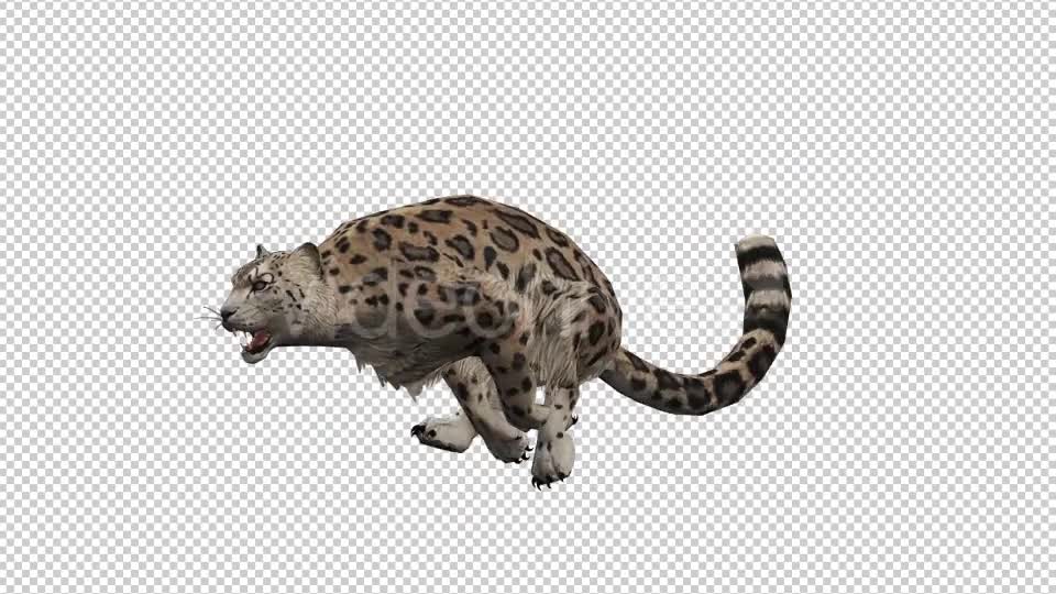 Leopard 8 Videohive 20833346 Motion Graphics Image 1