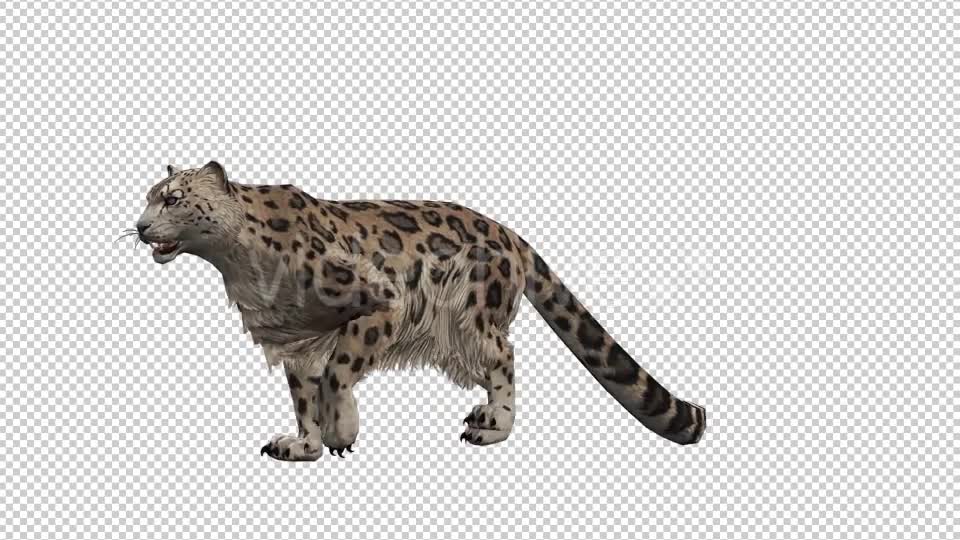 Leopard 9 Videohive 20833361 Motion Graphics Image 1