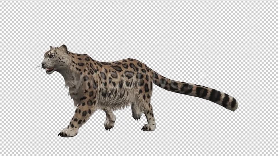 Leopard 9 Videohive 20833361 Motion Graphics Image 2