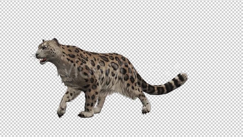 Leopard 9 Videohive 20833361 Motion Graphics Image 3