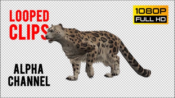 Leopard 9 - Videohive Download 20833361