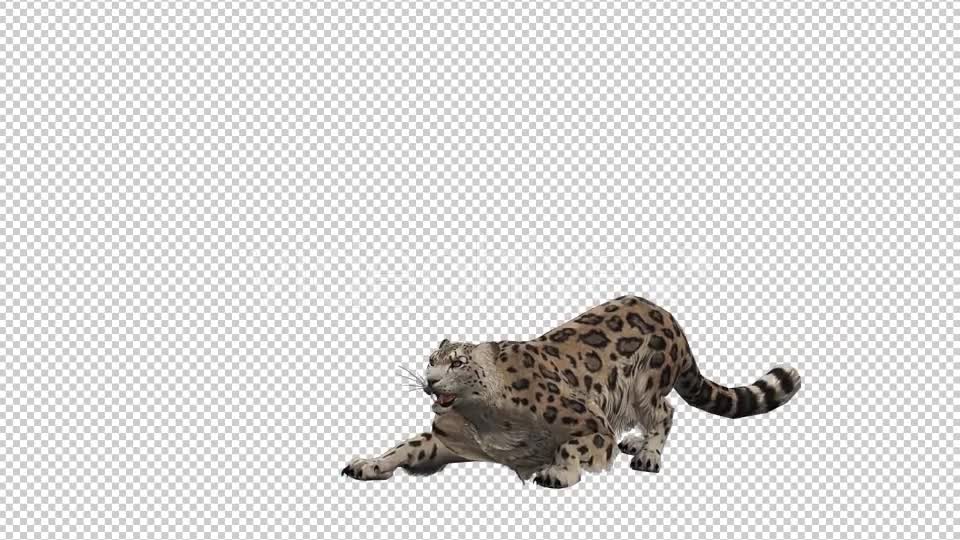 Leopard Videohive 20833230 Motion Graphics Image 1