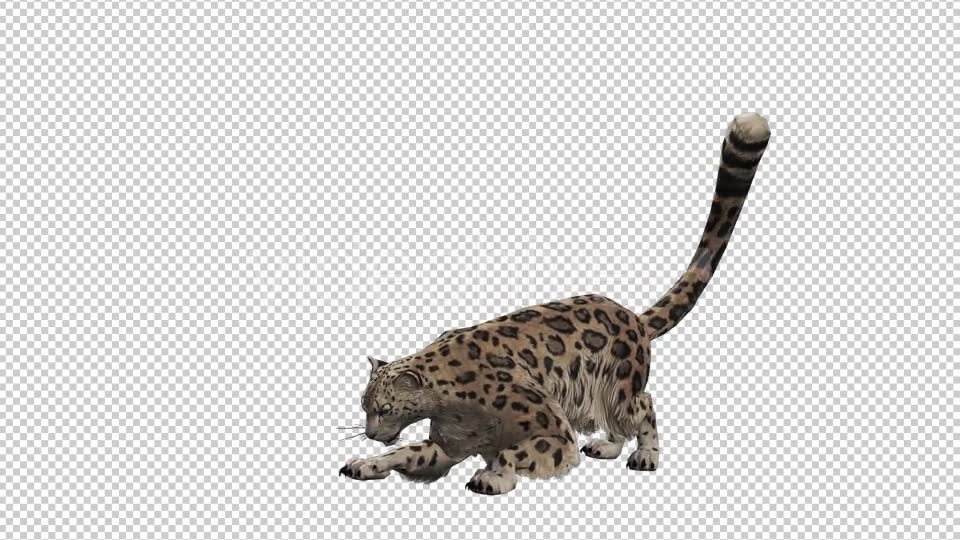 Leopard Videohive 20833230 Motion Graphics Image 2
