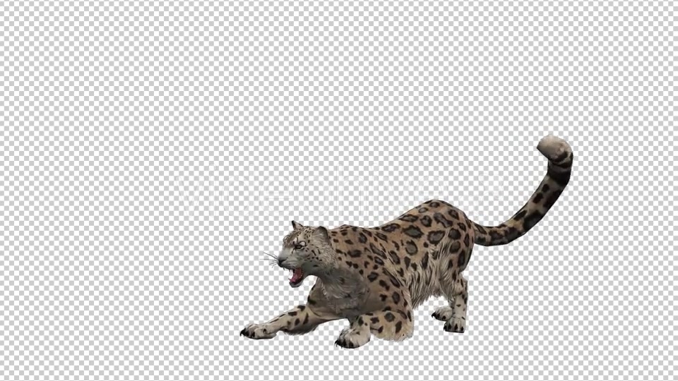 Leopard Videohive 20833230 Motion Graphics Image 3
