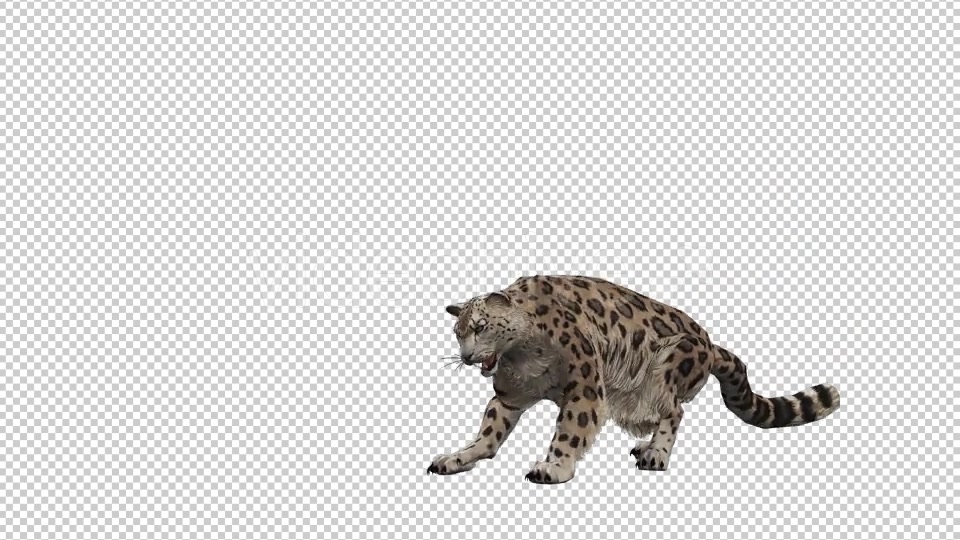 Leopard Videohive 20833230 Motion Graphics Image 4
