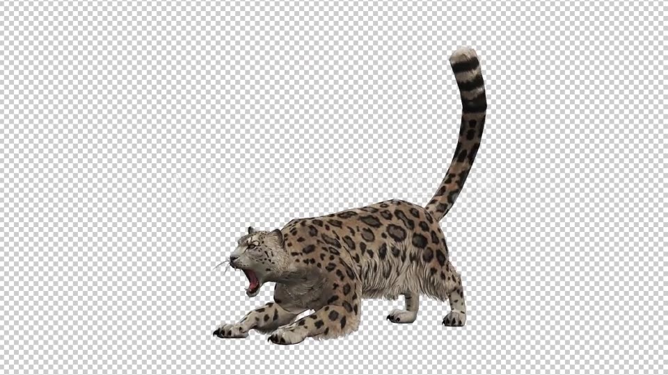 Leopard Videohive 20833230 Motion Graphics Image 5