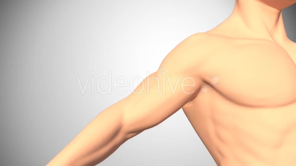 Lesion Of The Rotator Cuff Videohive 16084951 Motion Graphics Image 2