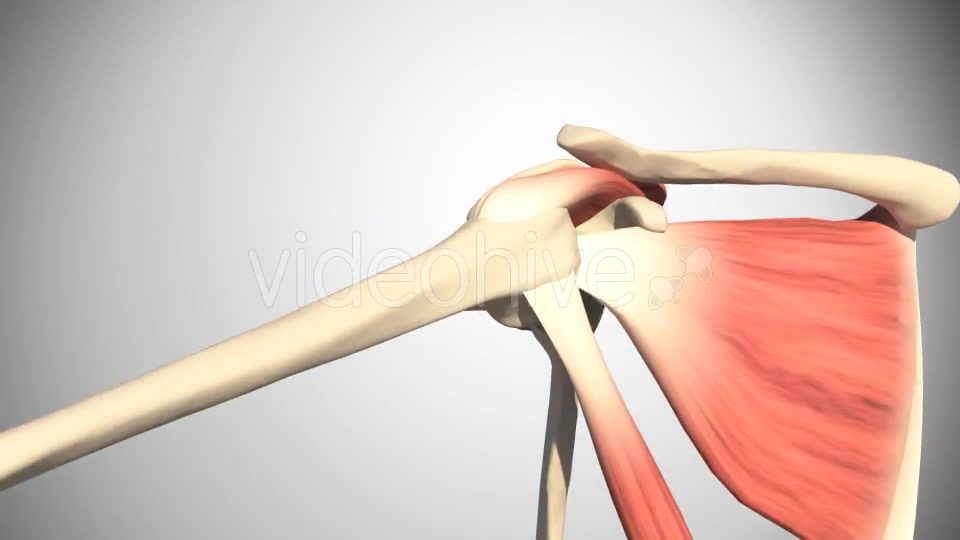 Lesion Of The Rotator Cuff Videohive 16084951 Motion Graphics Image 4
