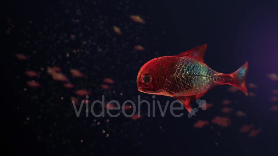 Lingering Semi transparent Colorful Fish Videohive 19828300 Motion Graphics Image 2