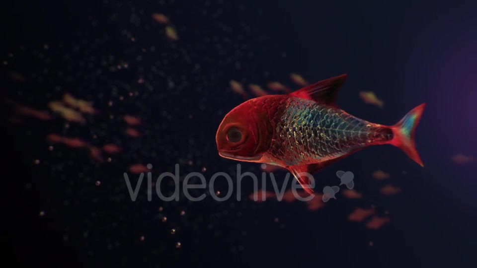 Lingering Semi transparent Colorful Fish Videohive 19828300 Motion Graphics Image 3