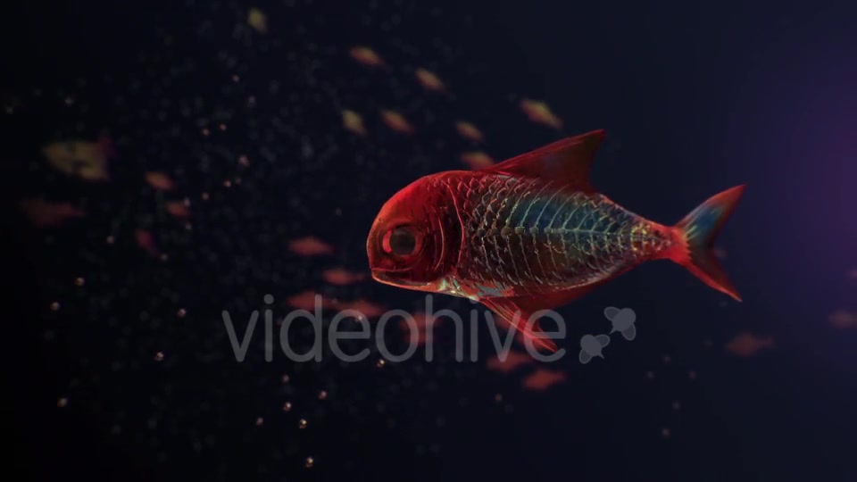 Lingering Semi transparent Colorful Fish Videohive 19828300 Motion Graphics Image 4