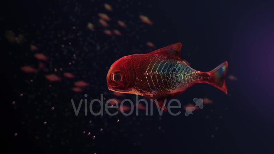 Lingering Semi transparent Colorful Fish Videohive 19828300 Motion Graphics Image 5