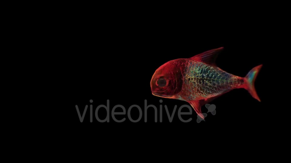 Lingering Semi transparent Colorful Fish Videohive 19828300 Motion Graphics Image 6