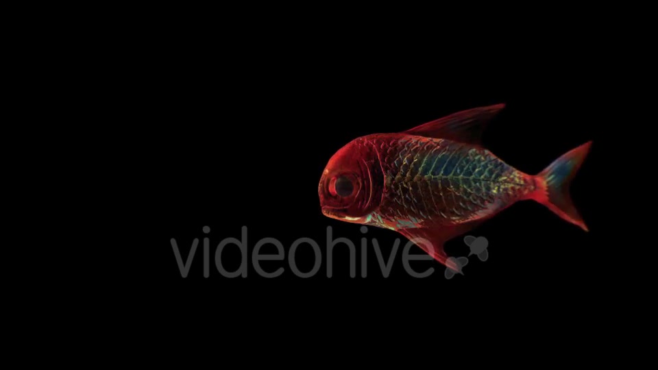 Lingering Semi transparent Colorful Fish Videohive 19828300 Motion Graphics Image 7