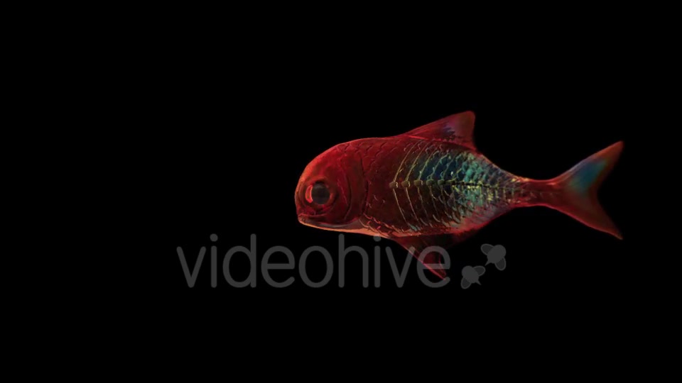 Lingering Semi transparent Colorful Fish Videohive 19828300 Motion Graphics Image 8