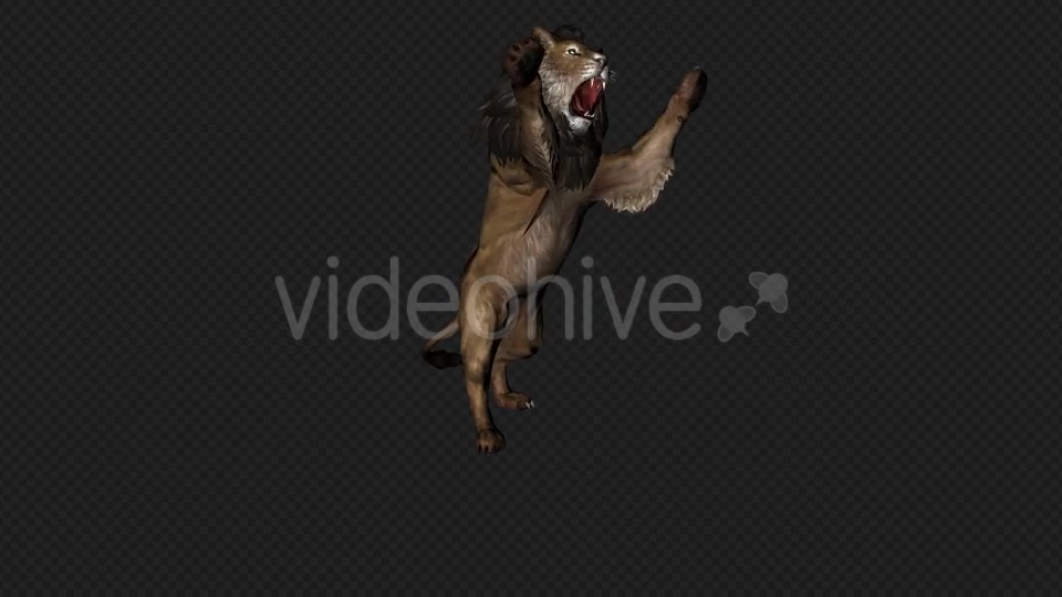 Lion Attack And Firing 6 In 1 Videohive 19869166 Motion Graphics Image 3
