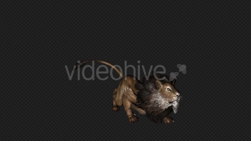 Lion Attack And Firing 6 In 1 Videohive 19869166 Motion Graphics Image 8