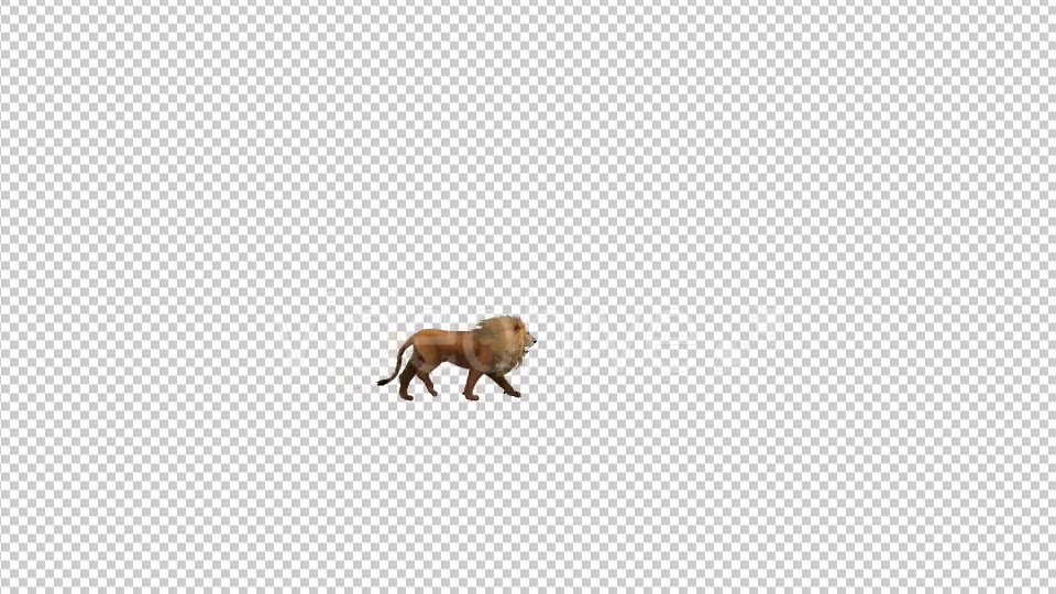 Lion Fast Walk Animation Videohive 19724602 Motion Graphics Image 5