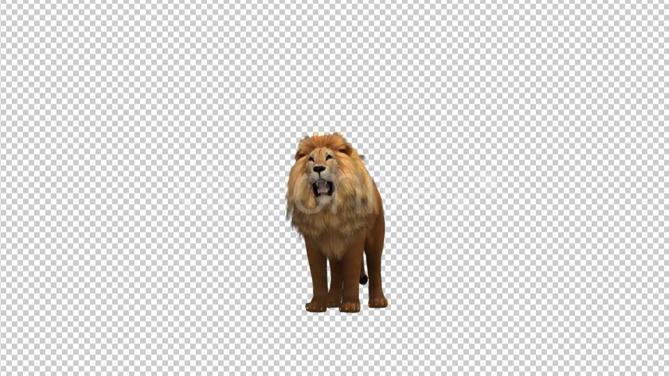 Lion Roar Videohive 21178911 Motion Graphics Image 3