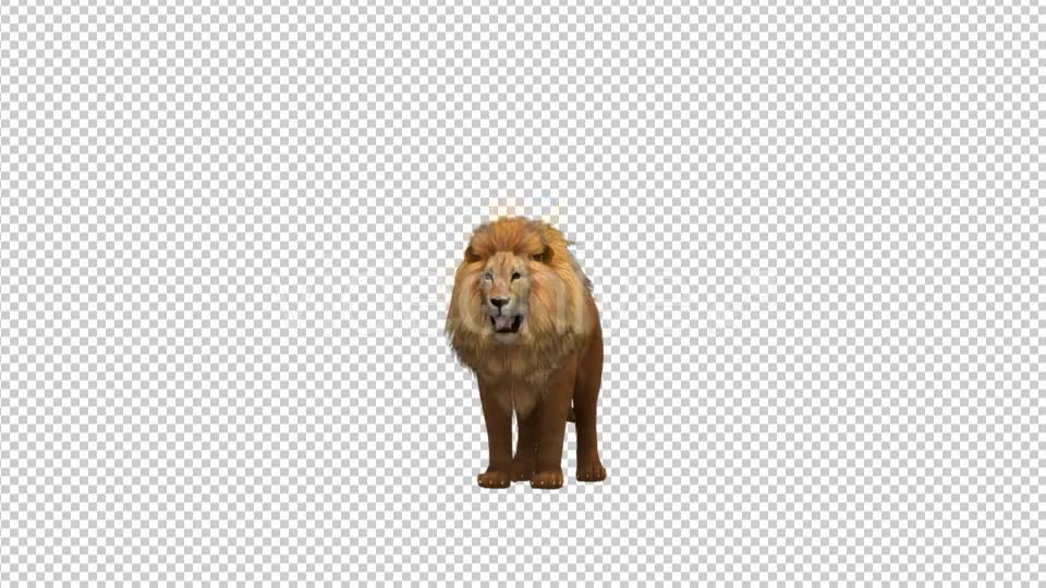Lion Roar Videohive 21178911 Motion Graphics Image 6