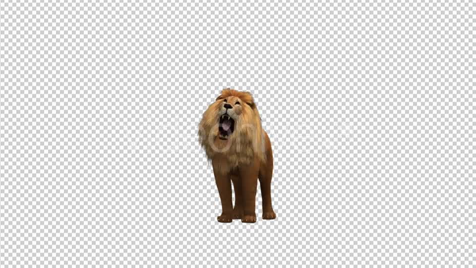 Lion Roar Videohive 21178911 Motion Graphics Image 7