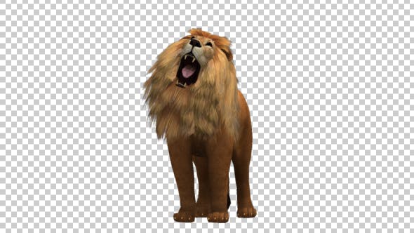 Lion Roar - 21178911 Videohive Download