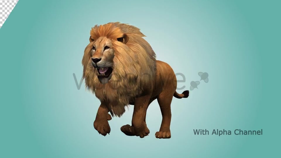 Lion Running Loop 01 Videohive 19985088 Motion Graphics Image 3