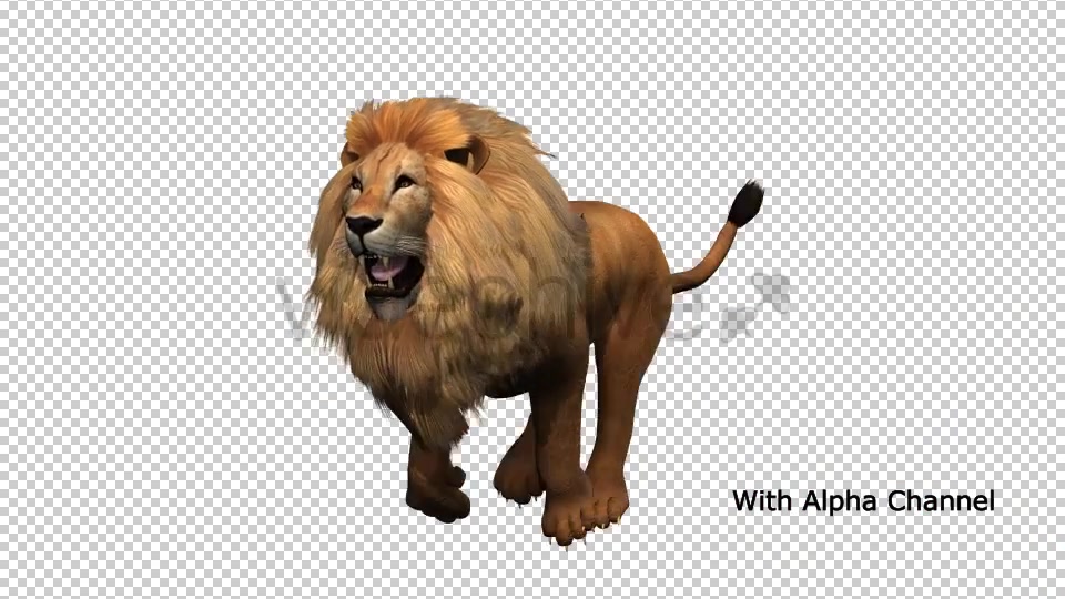Lion Running Loop 01 Videohive 19985088 Motion Graphics Image 4