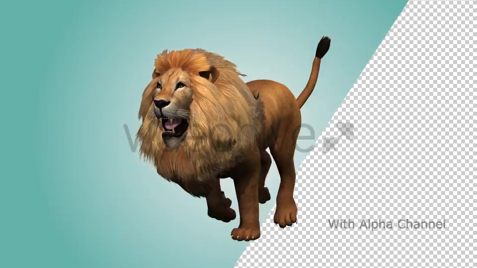 Lion Running Loop 01 Videohive 19985088 Motion Graphics Image 5