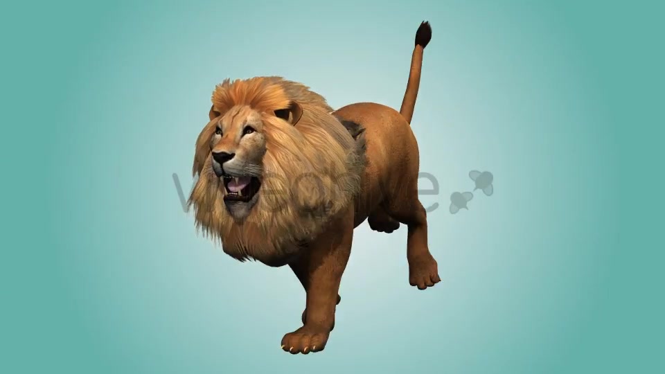 Lion Running Loop 01 Videohive 19985088 Motion Graphics Image 6