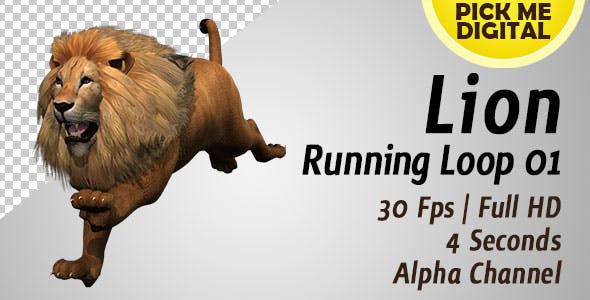 Lion Running Loop 01 - 19985088 Download Videohive