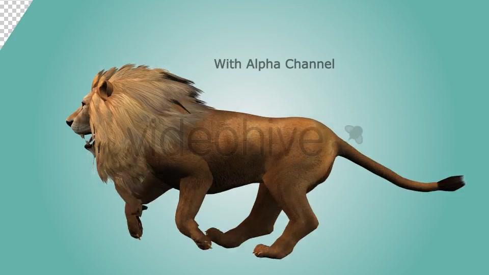 Lion Running Loop 02 Videohive 19985136 Motion Graphics Image 3