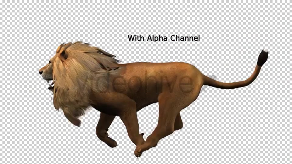 Lion Running Loop 02 Videohive 19985136 Motion Graphics Image 4