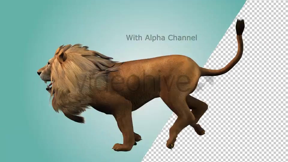 Lion Running Loop 02 Videohive 19985136 Motion Graphics Image 5