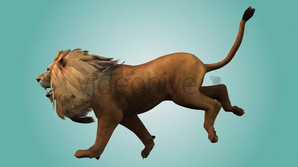 Lion Running Loop 02 Videohive 19985136 Motion Graphics Image 6