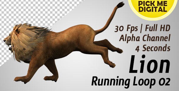 Lion Running Loop 02 - Videohive 19985136 Download