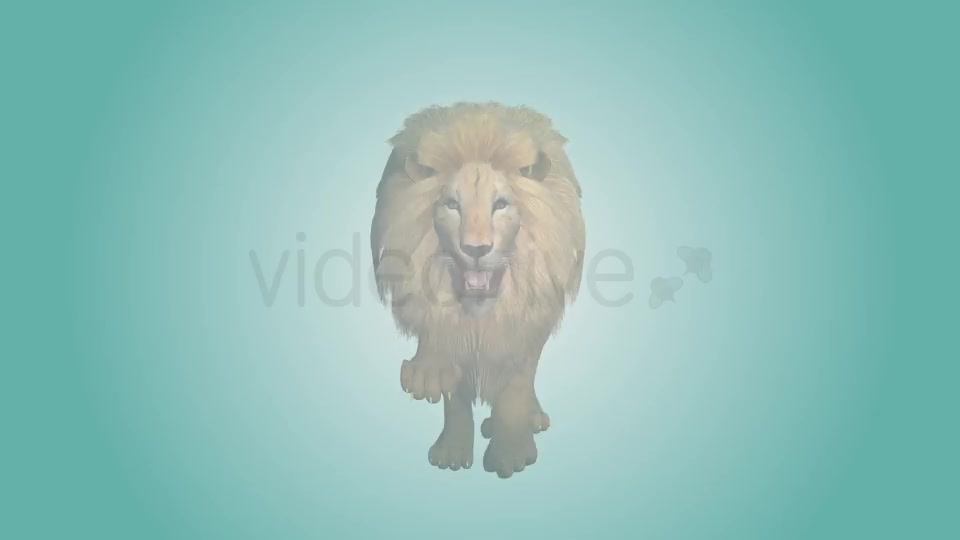 Lion Running Loop 04 Videohive 19985184 Motion Graphics Image 2