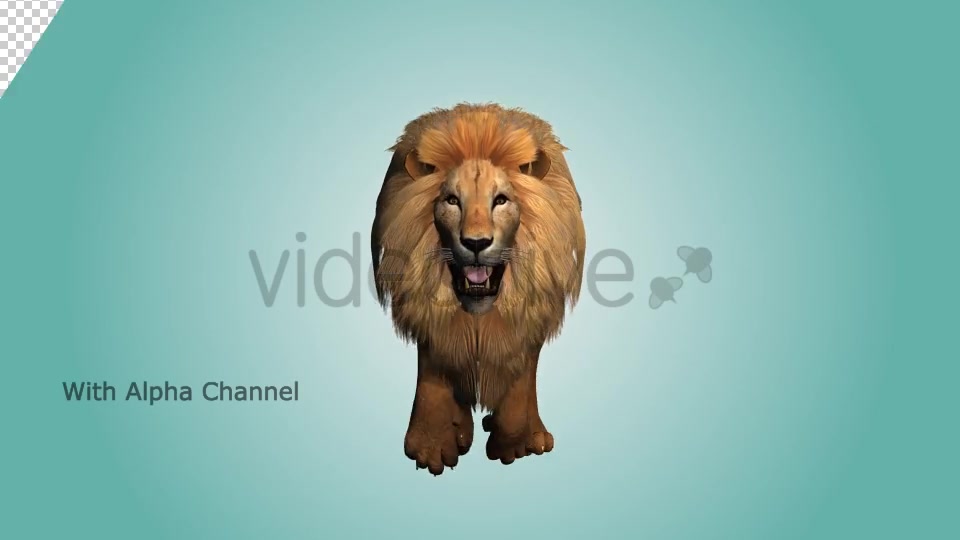 Lion Running Loop 04 Videohive 19985184 Motion Graphics Image 3