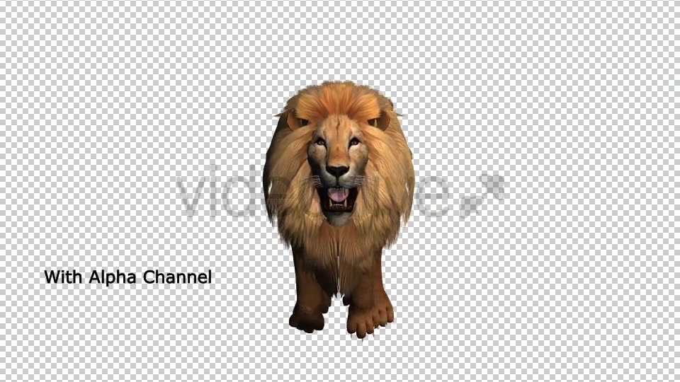 Lion Running Loop 04 Videohive 19985184 Motion Graphics Image 4