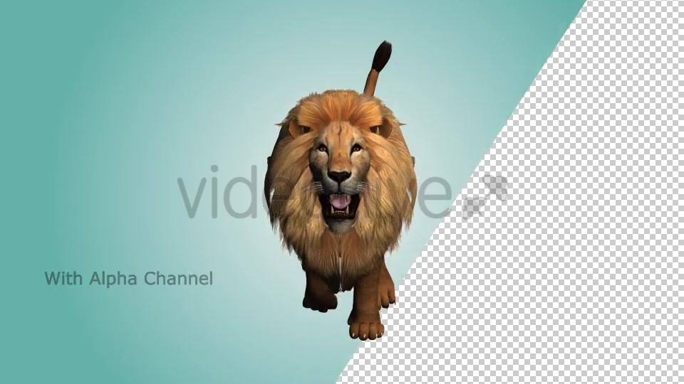 Lion Running Loop 04 Videohive 19985184 Motion Graphics Image 5