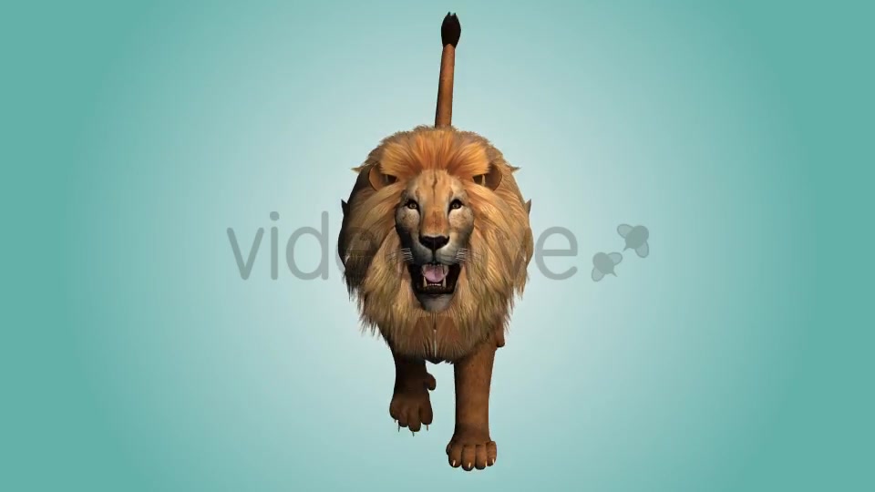 Lion Running Loop 04 Videohive 19985184 Motion Graphics Image 6