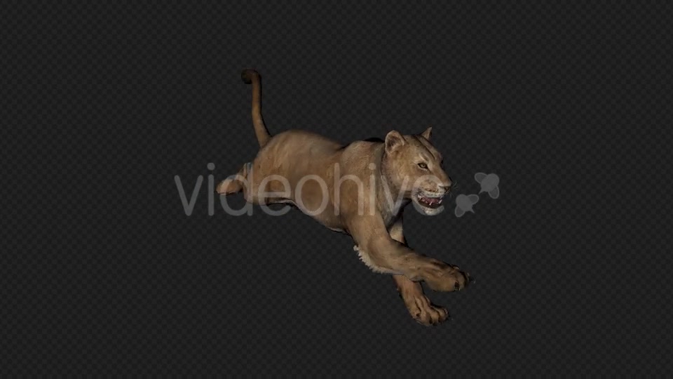 Lioness Run And Walk And Special PACK 6IN1 Videohive 19869305 Motion Graphics Image 2