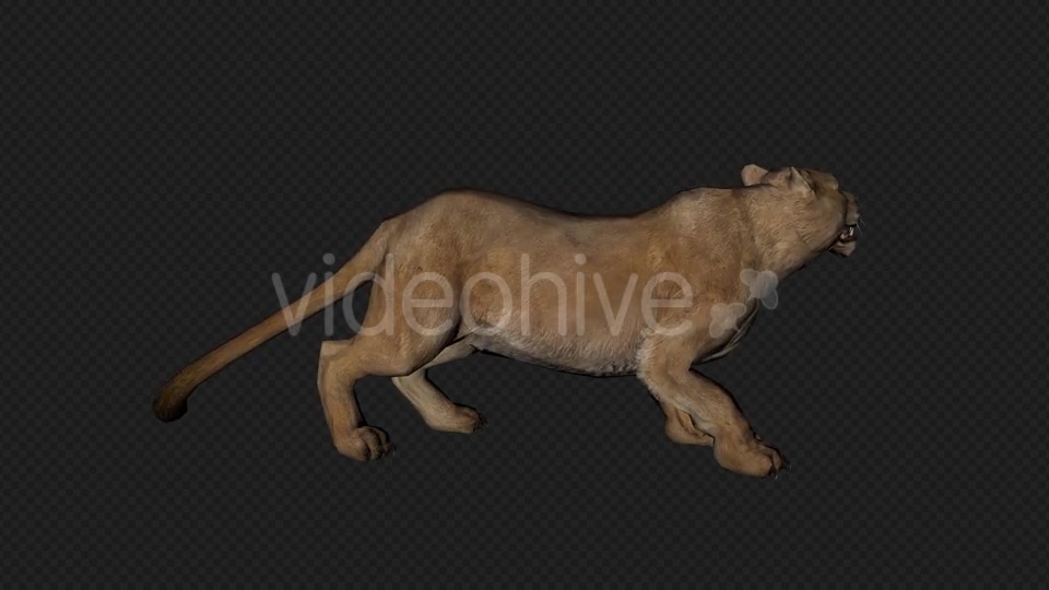 Lioness Run And Walk And Special PACK 6IN1 Videohive 19869305 Motion Graphics Image 7