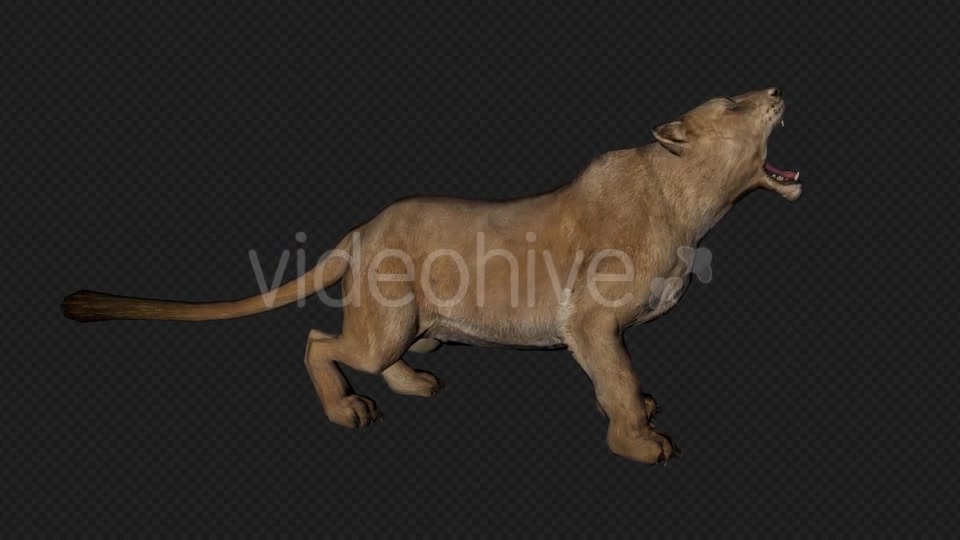 Lioness Run And Walk And Special PACK 6IN1 Videohive 19869305 Motion Graphics Image 8