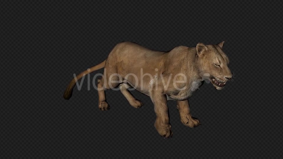 Lioness Run And Walk And Special PACK 6IN1 Videohive 19869305 Motion Graphics Image 9