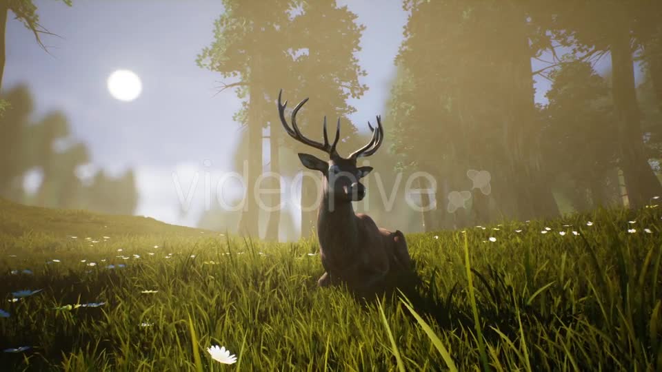 Lonely Deer 2 Videohive 20749717 Motion Graphics Image 10
